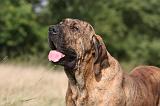 FILA BRASILEIRO 145